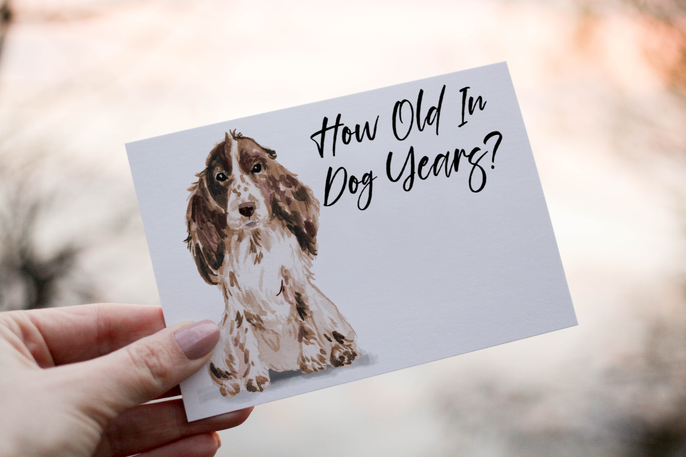 Cocker Spaniel Dog Birthday Card, Dog Birthday Card